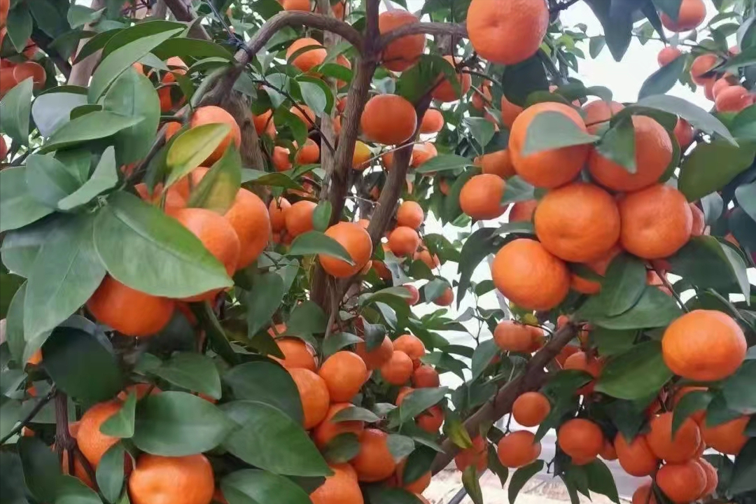 橘树的样子图片