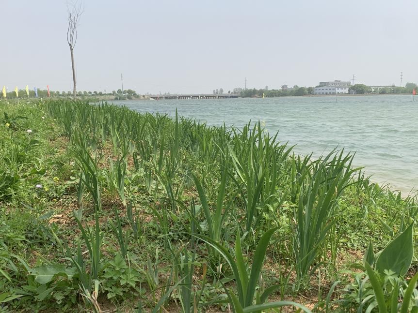 武漢市東西湖區(qū)杜公湖國(guó)家濕地公園舊貌換新顏
