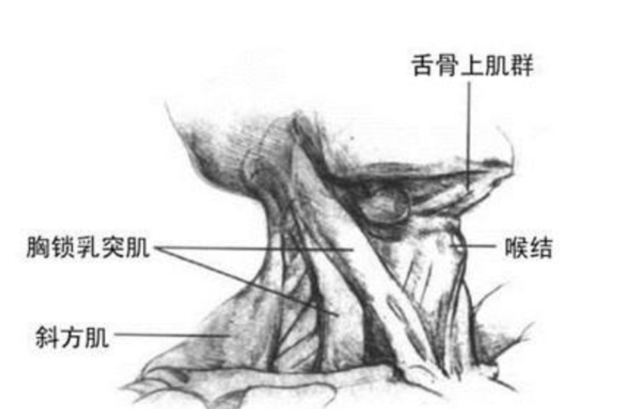 男性进化出胡须，是用来做什么的？达尔文至死都没搞明白这个问题