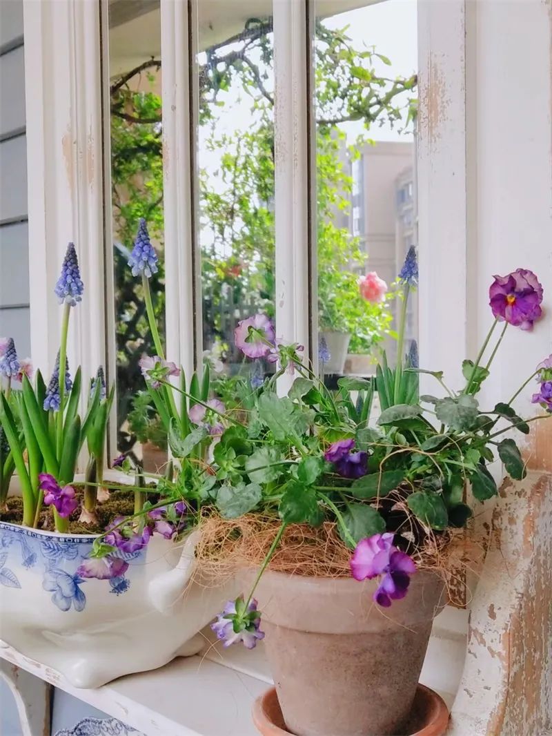 阳台花园，在这个面积不大的地方造梦，美了岁月，醉了时光