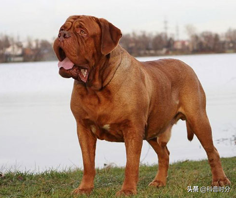 法国波尔多犬(世界上凶猛的十种狗，日本土佐犬上榜，藏獒排名第二)