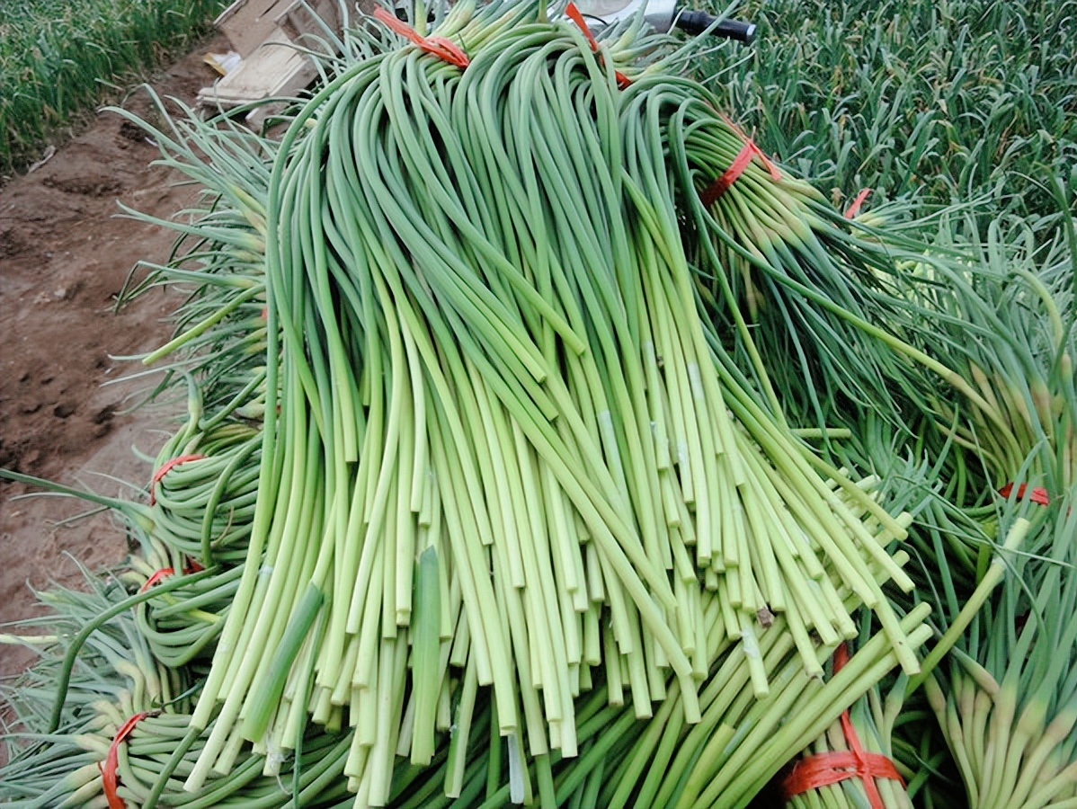 蒜苔的做法教程（教你6种鲜嫩营养的家常菜）