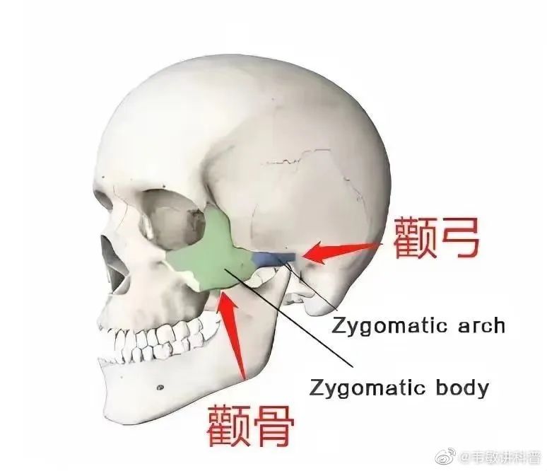 韦敏教授科普 | 苹果肌与颧骨突出，青春态VS衰老相