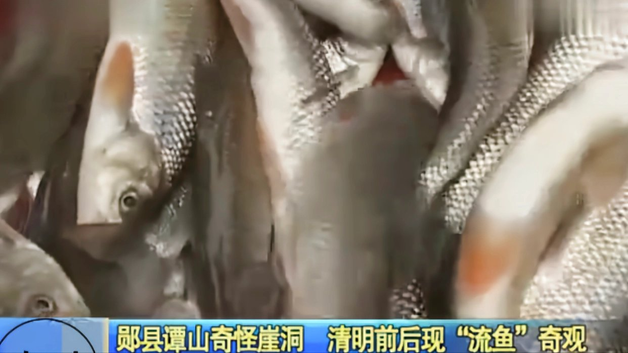 ����Ƥ�Ҵ壺������ɽ����100���꣬ר�ң����㲻�ܳ�