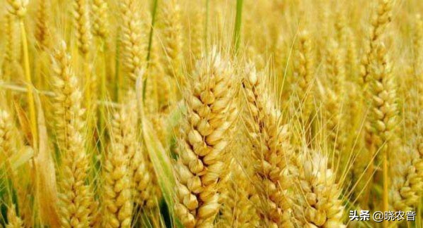 伊川小麦今日价格「河北小麦今日价格」