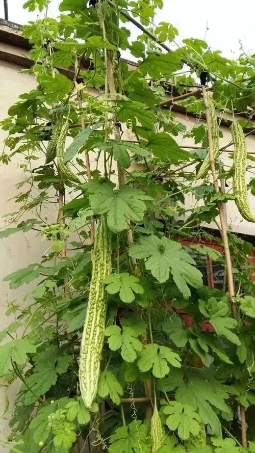 苦瓜的种植方法和高产技术（苦瓜种植有技巧）