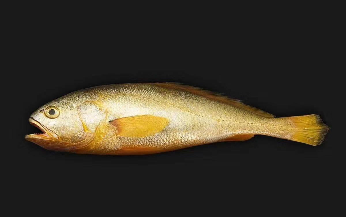 3天前渔民捕到大黄鱼，1条卖4.2万天价，濒危的大黄鱼泛滥了吗？