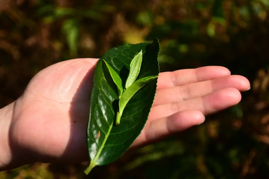 评价茶叶的专业术语(教你喝茶的100个专业术语)