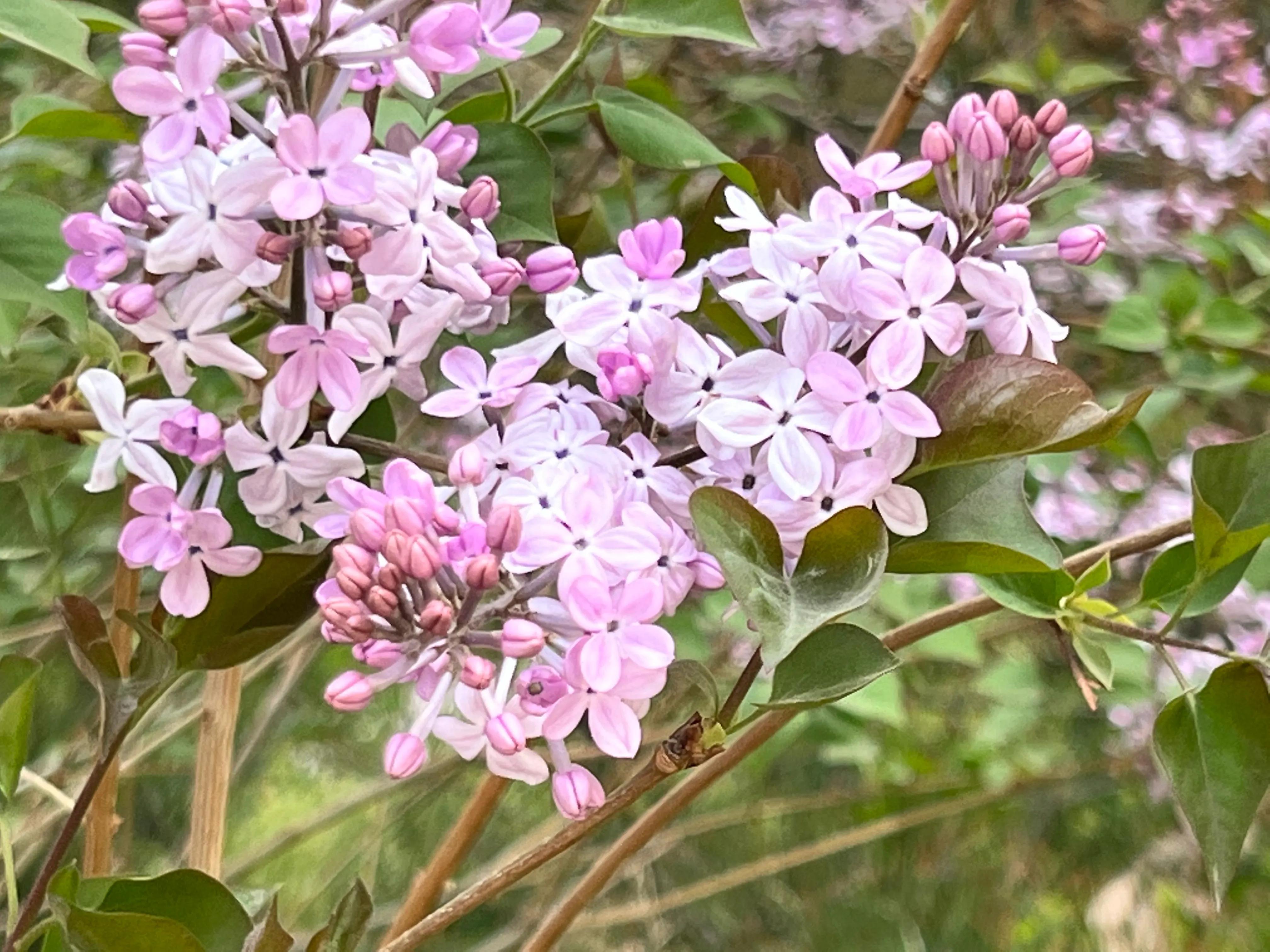 日月轮回，四季相伴，枯荣乃天道，生命皆如此