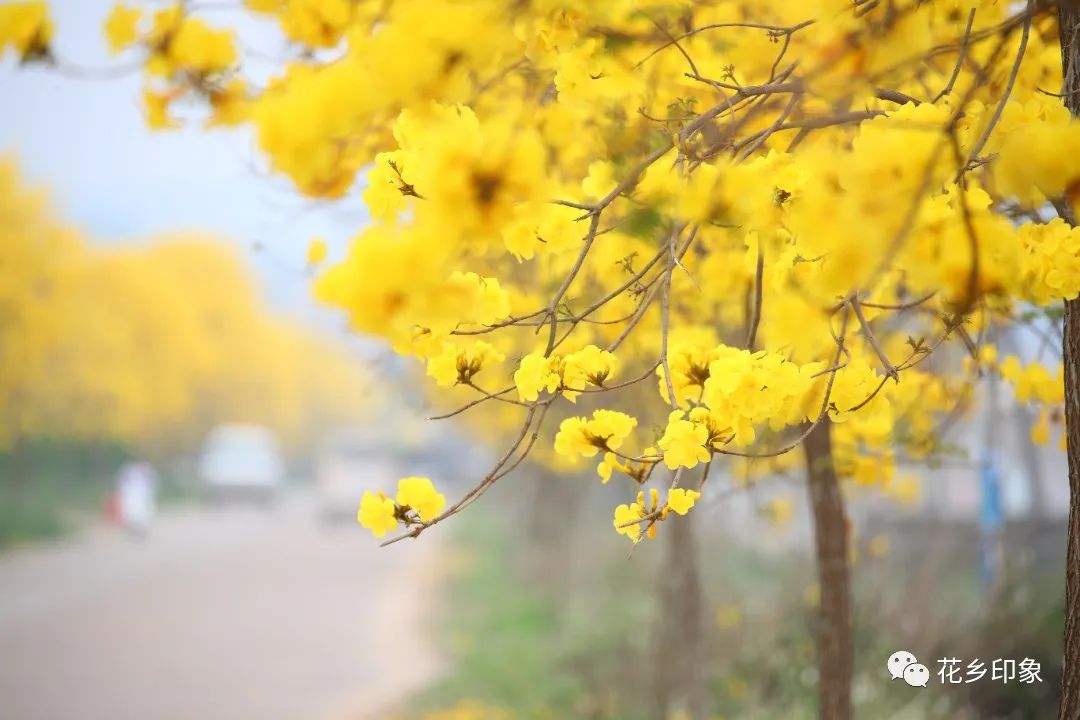 黄花风铃响，春天与你如期相见