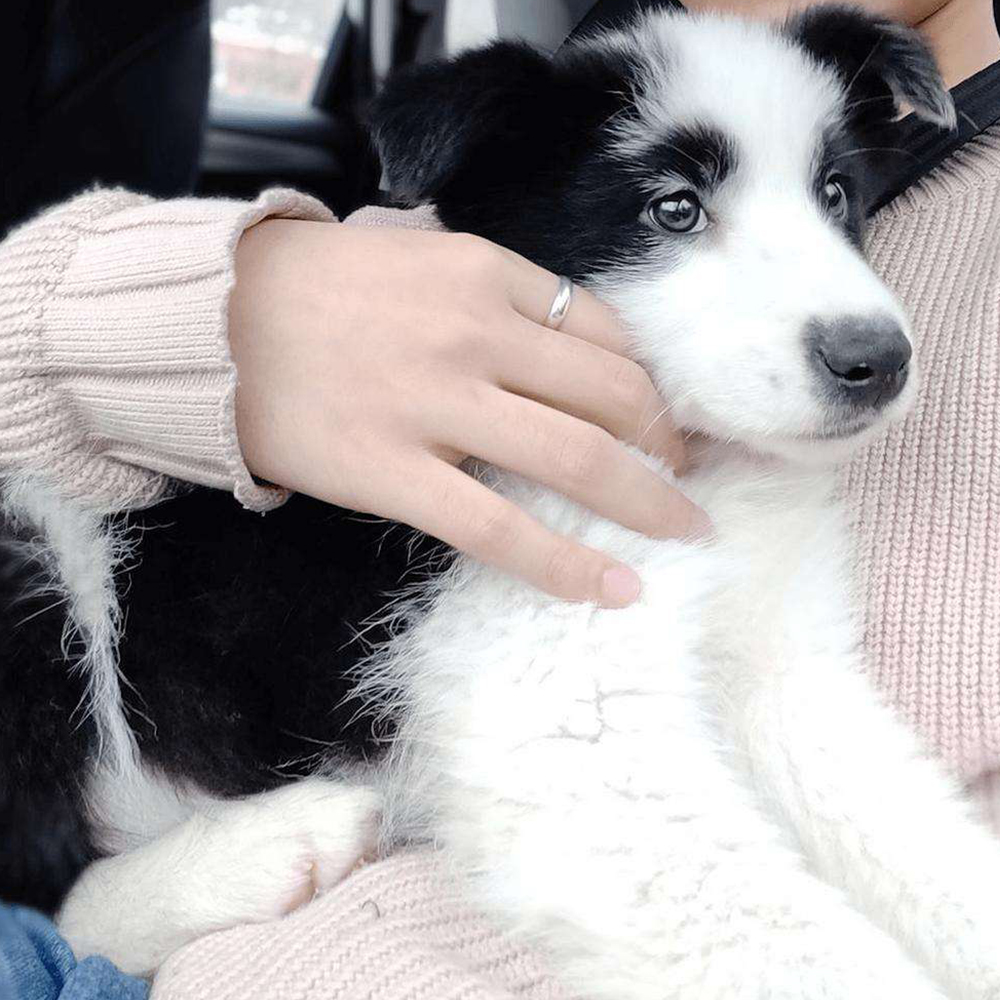 狗界“心最脏”的战术大师：边牧的套路和性格全面解析