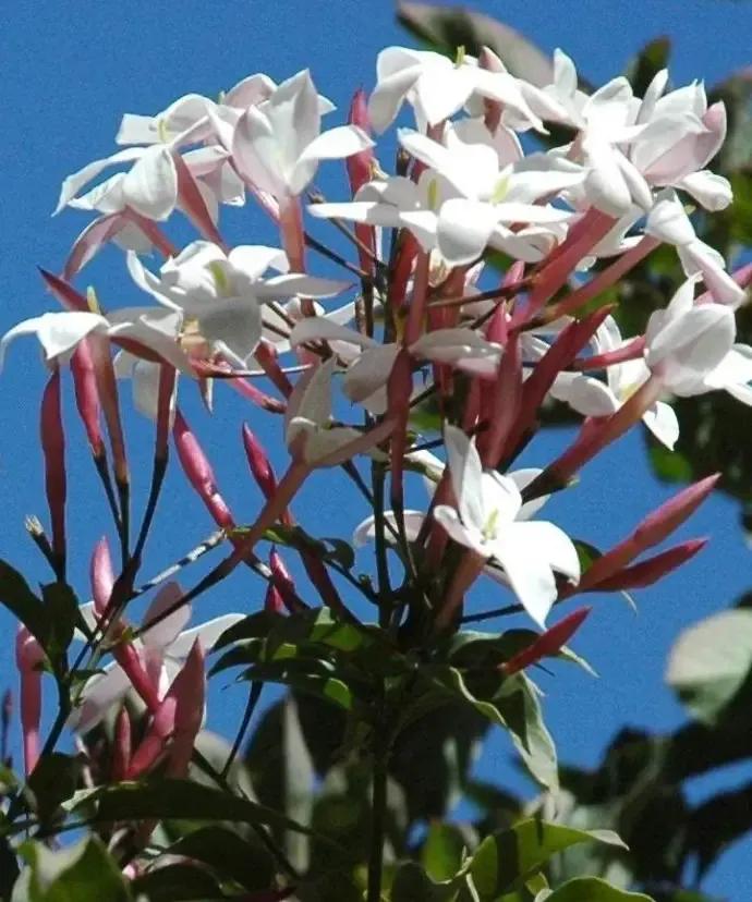 芳枝馥郁，仙气飘飘的素馨花