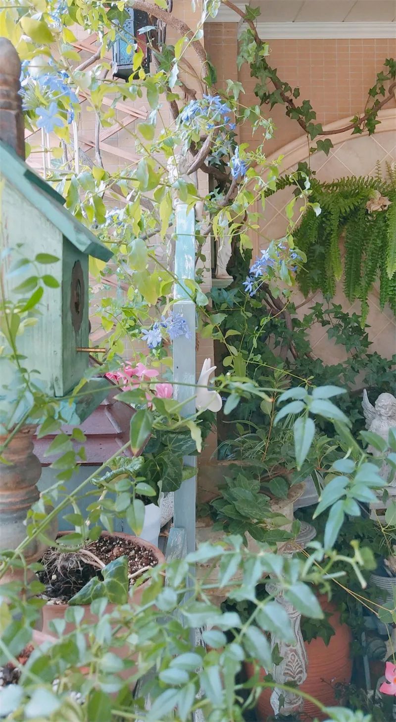 阳台花园，在这个面积不大的地方造梦，美了岁月，醉了时光