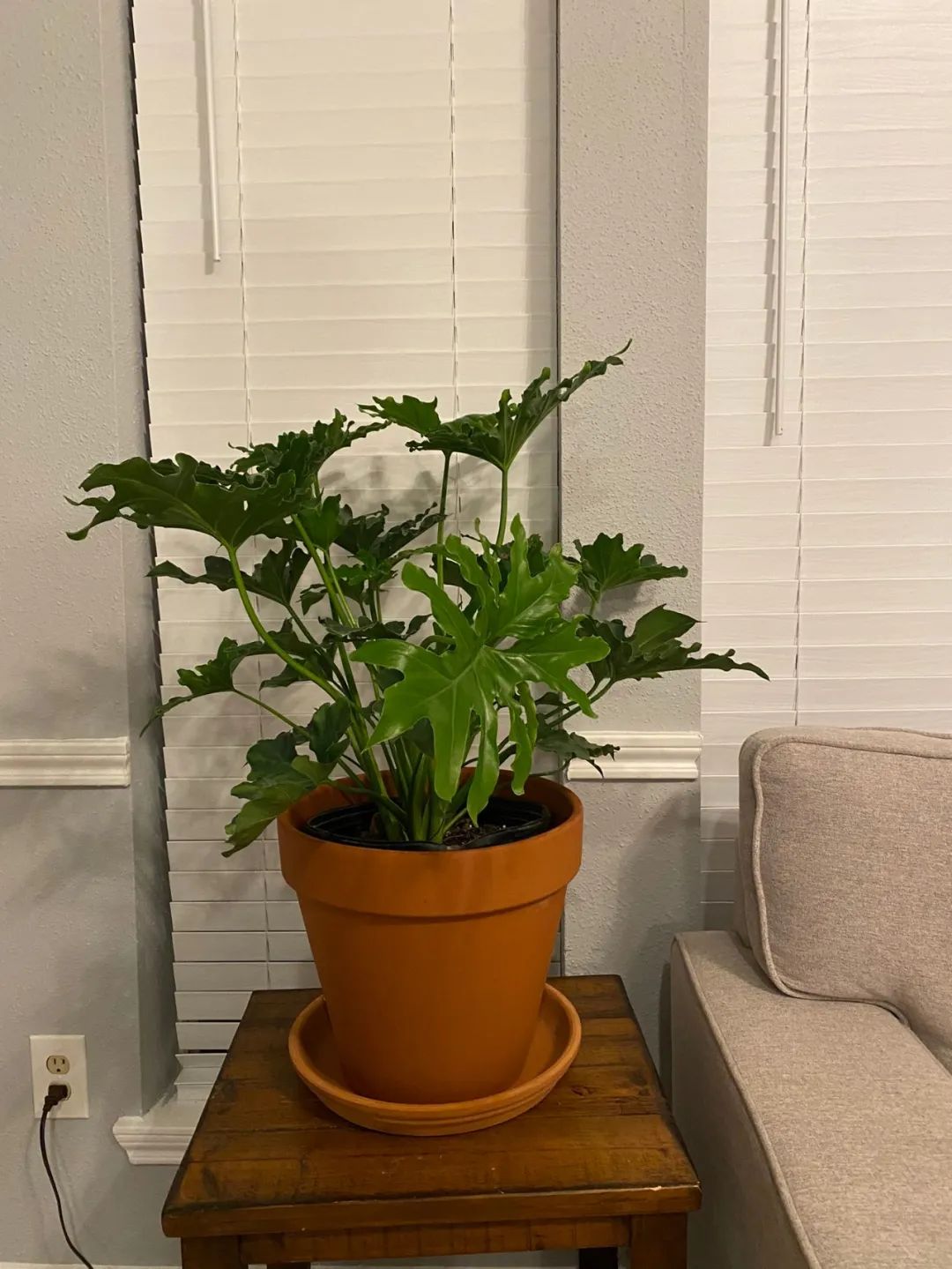 仙羽蔓绿绒春羽(适合布置园林景观的春羽)