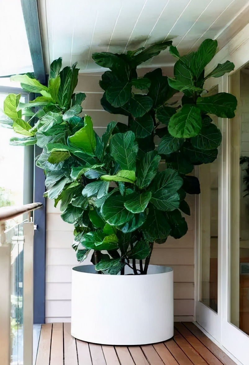 7种“大型花”，又美又高贵，客厅一放，吸光废气，人旺家旺