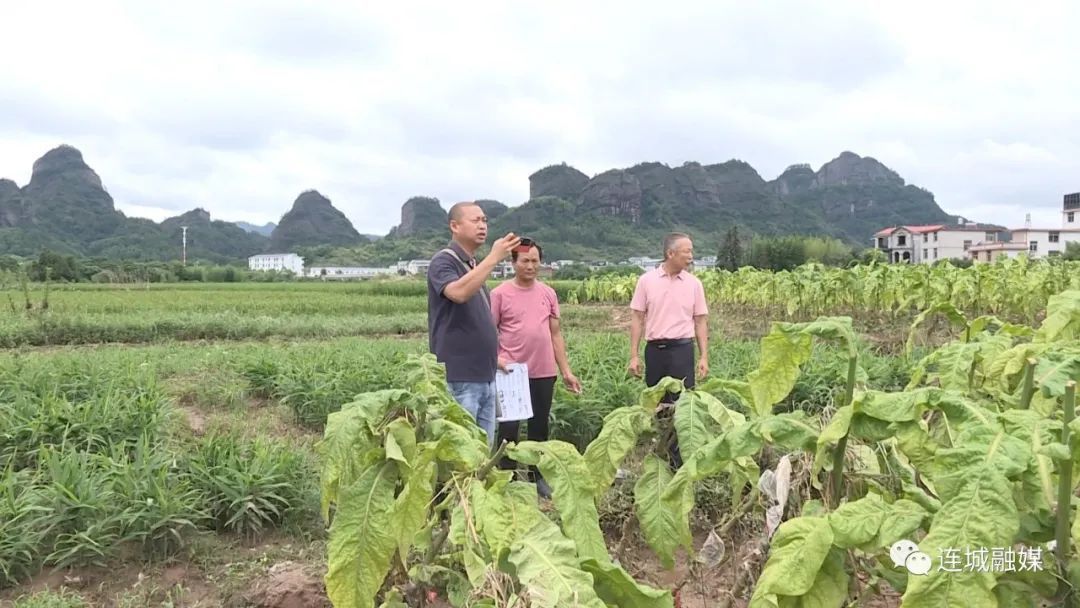 「防灾减灾」连城：指导烟农开展灾后生产自救 保险查勘理赔工作迅速展开