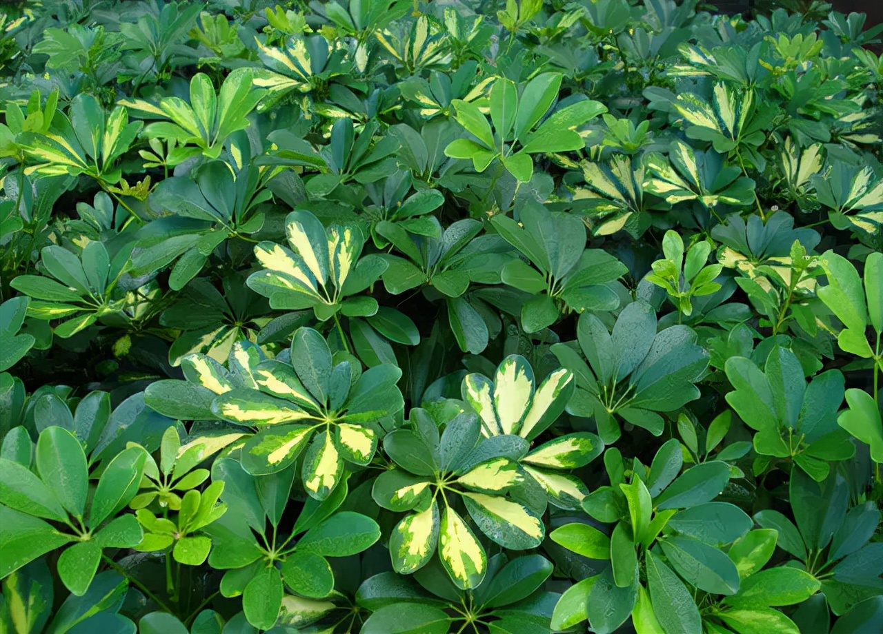 公园里有什么花(公园里常见的路边植物大全)