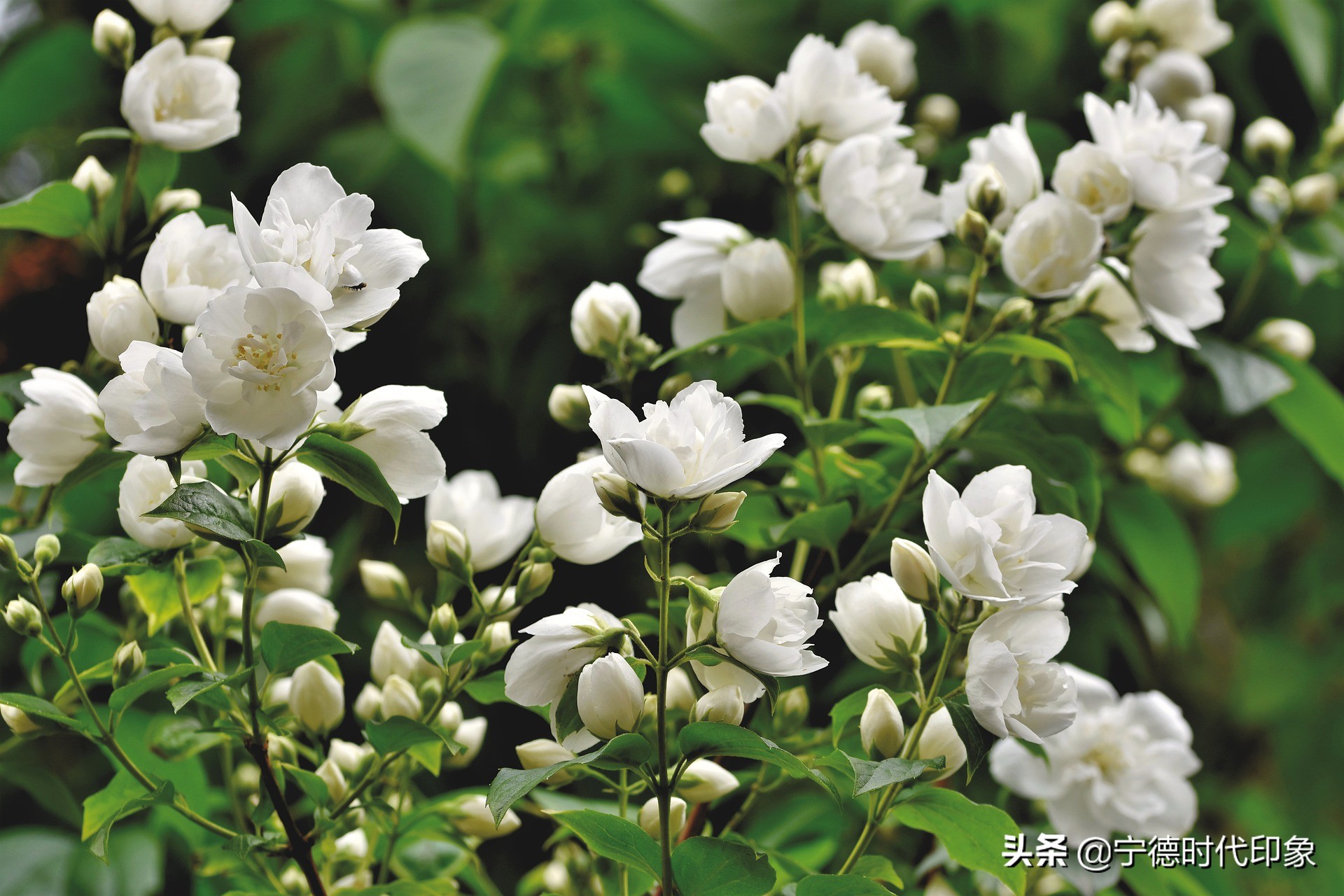 茉莉花茶哪个产地最好（茉莉花茶品牌排行榜前十名）-第3张图片-巴山号