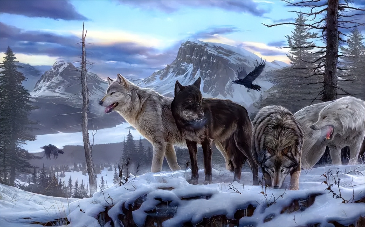 冬天来了雪孩子和小动物的故事(西藏一边防战士救下幼狼,2019年退伍时