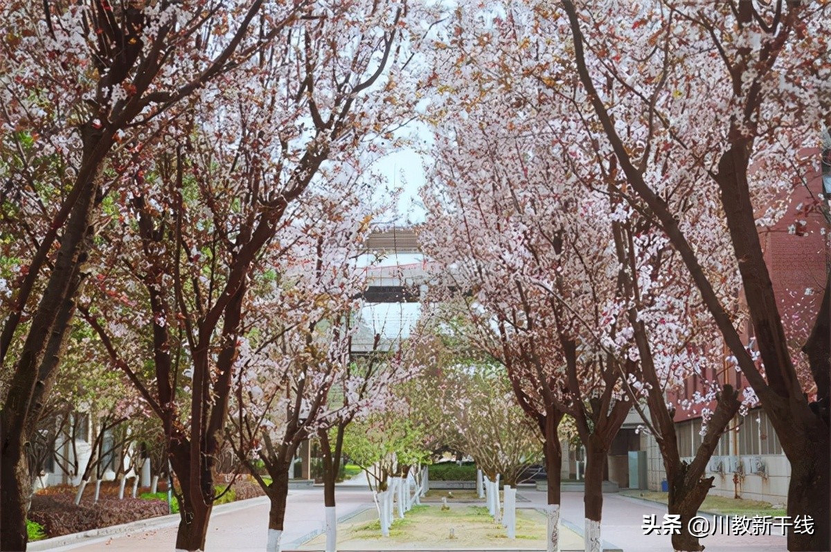 把希望种进春天里——触摸绵阳富乐国际学校温暖如家的贴心服务