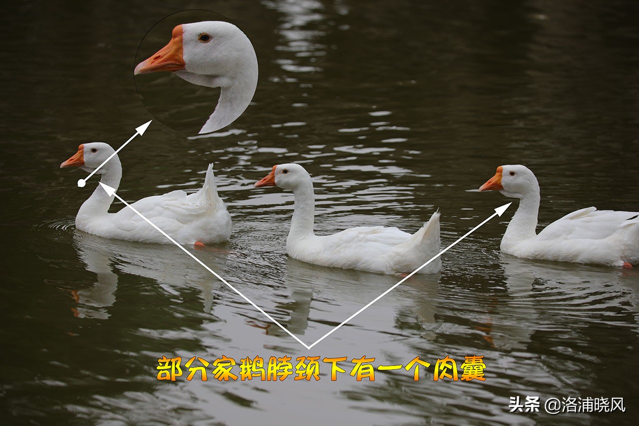 大雁与鹅的区别(家鹅与天鹅没有亲缘关系——兼谈家鹅与天鹅的区别)