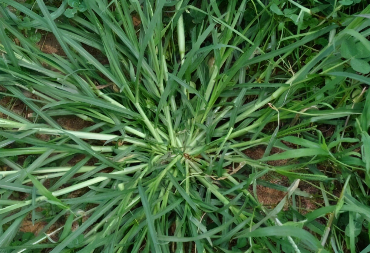 牛筋草這種植物,在農村的路邊,山上,果園,林下,菜園非常常見,它的根系