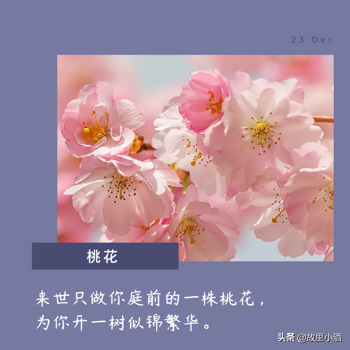 有关花的唯美句子：秋日薄暮，用菊花煮竹叶青，人和海棠俱醉