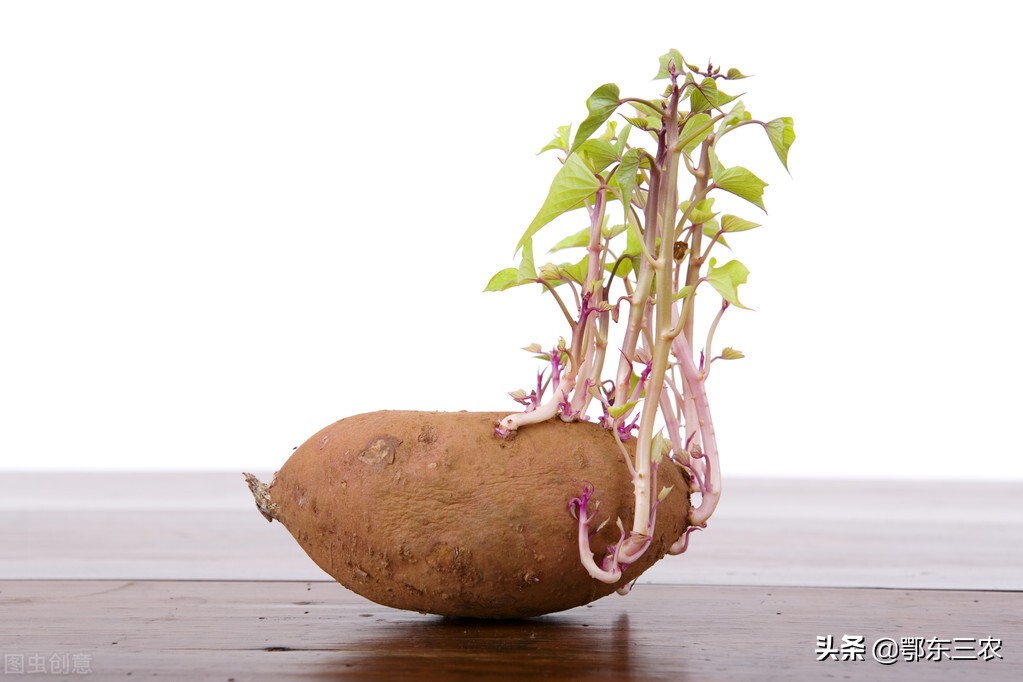 番薯发芽能吃吗（红薯发芽后是否能食用的原因）
