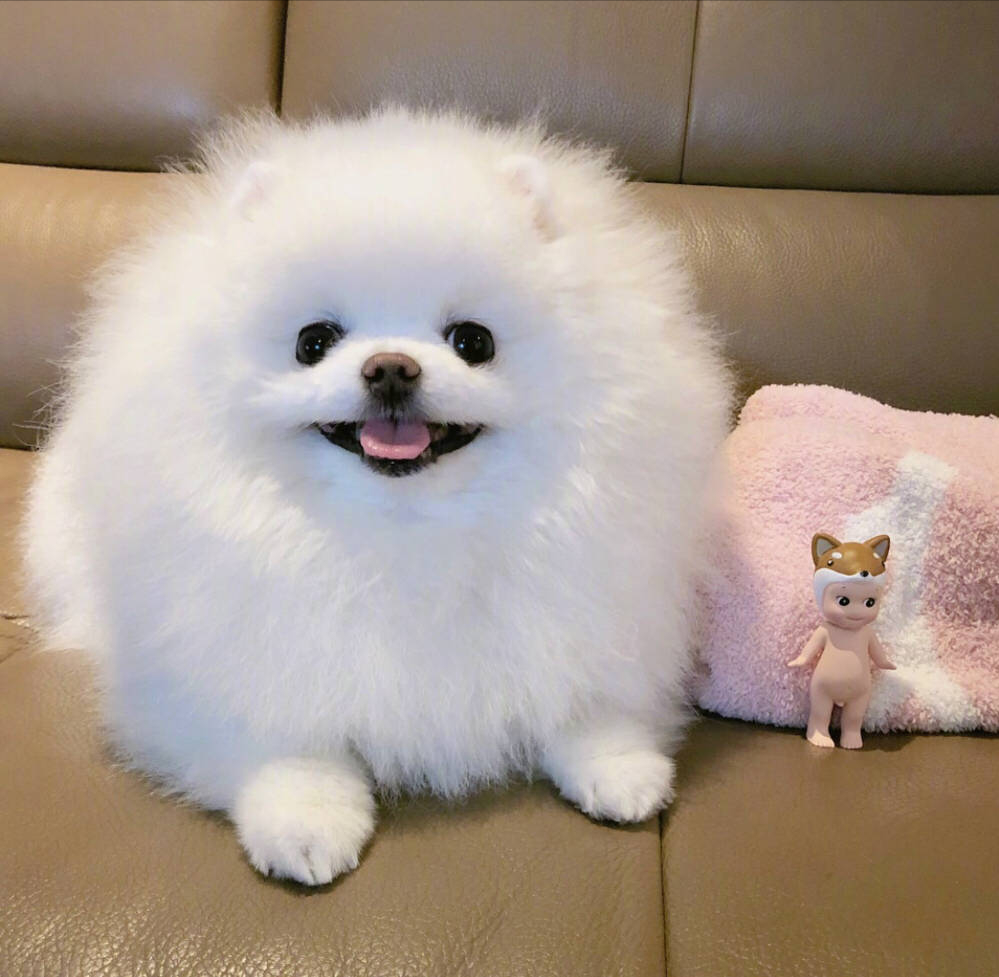 狗狗图鉴:博美犬是怎样"练成"的?