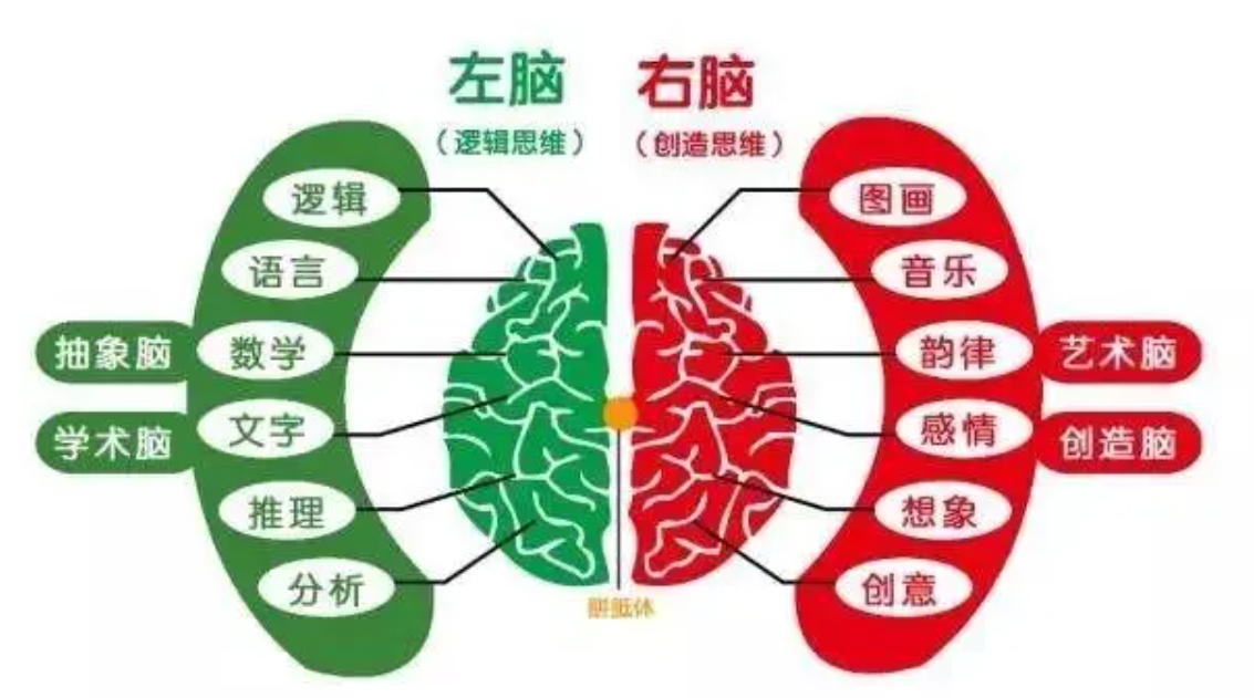 不过这个理论没有对左撇子的语言优势进行解释,另外也有30%的左撇子不