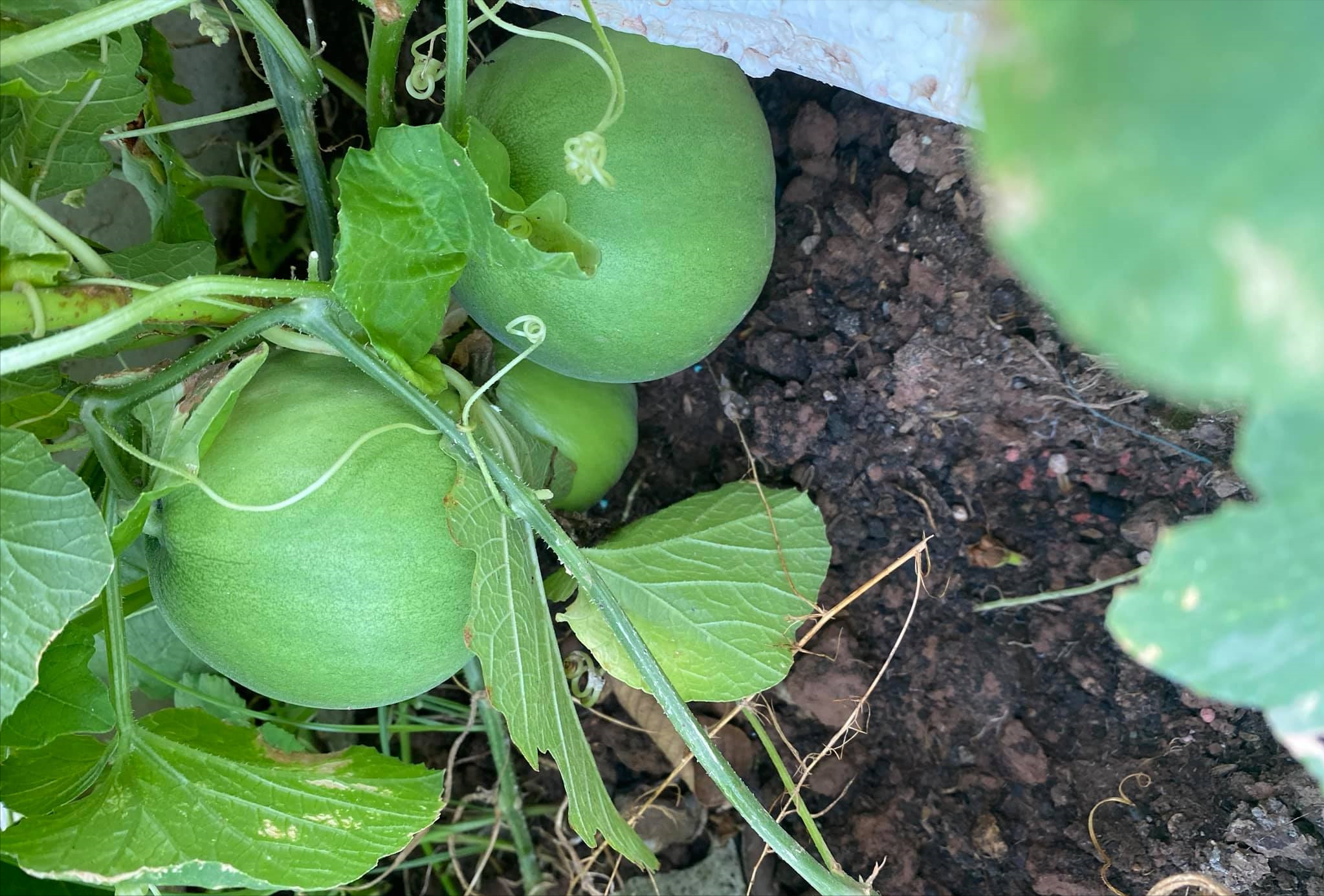 女厂长利用100平方米露台，投资3000块钱，种植了各种干净蔬菜