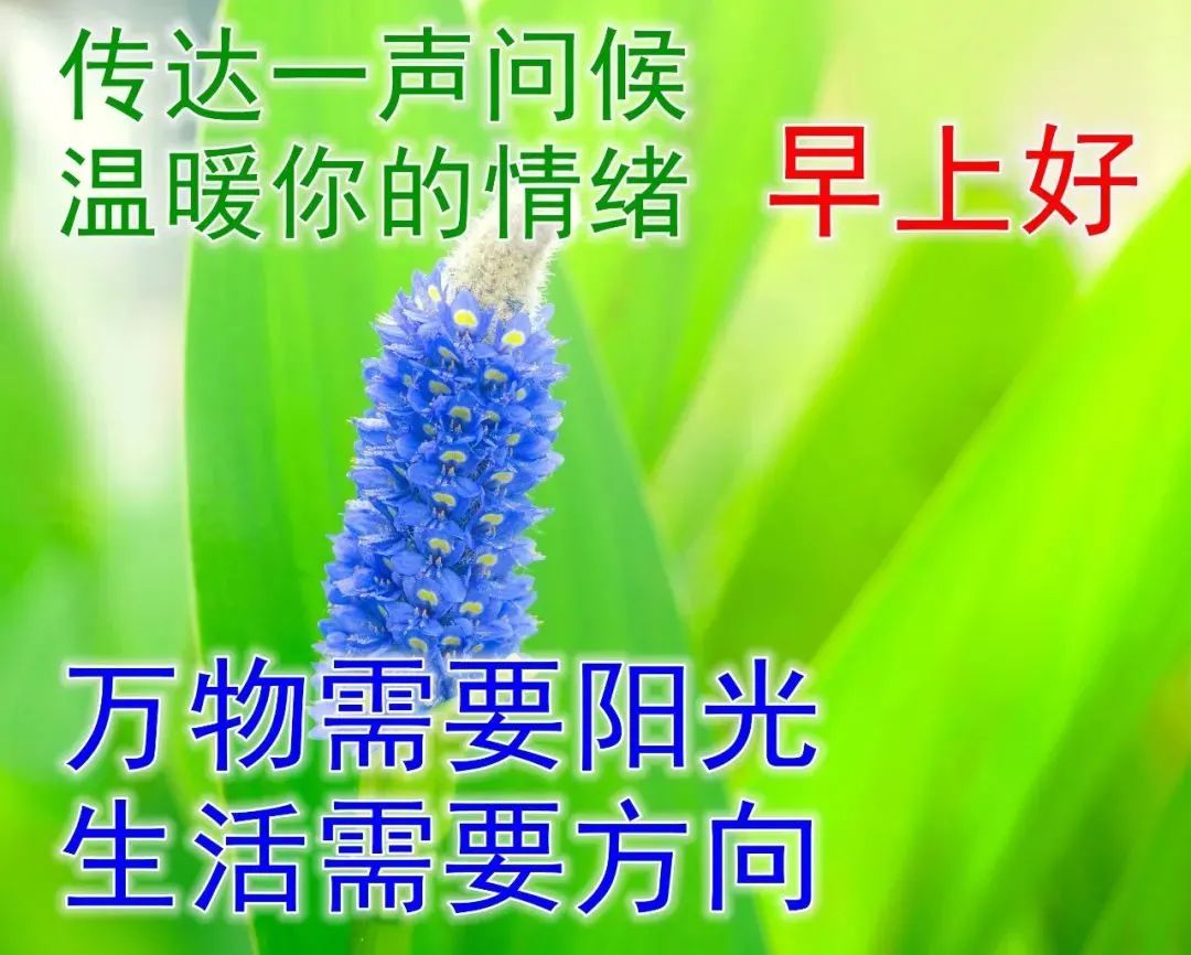 早上好图片 最新图片 最新版早上好-进行号