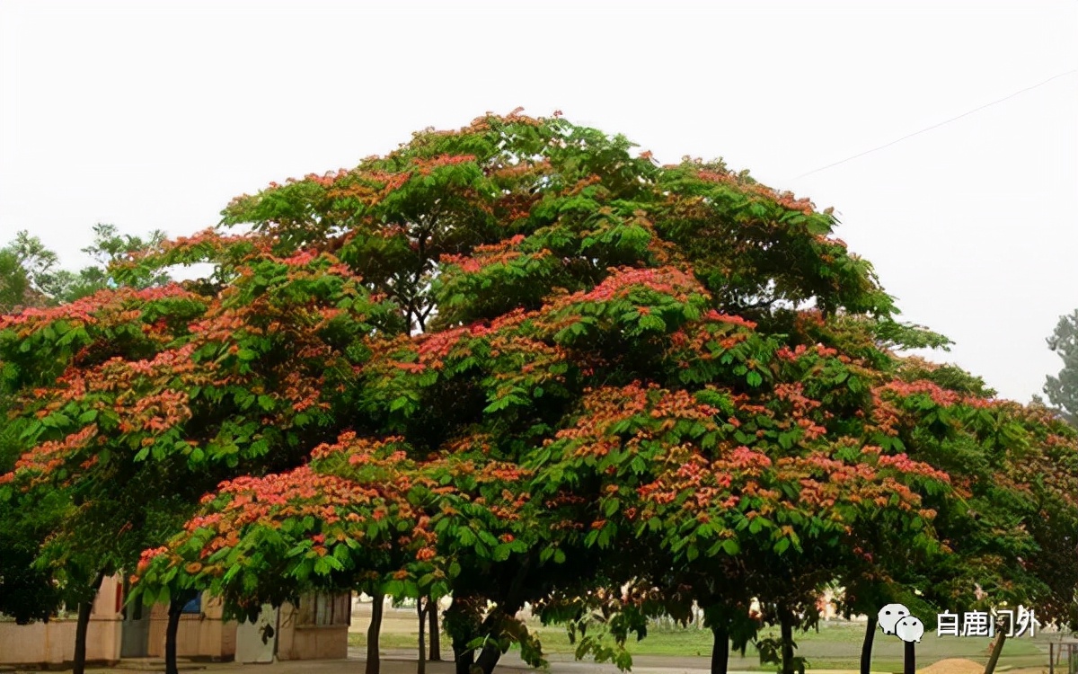 品鉴史铁生的《合欢树》