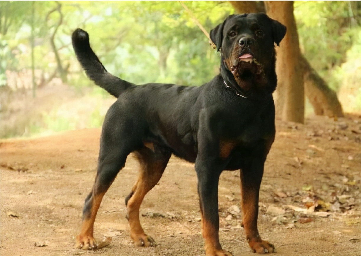 罗威纳犬图片价格想养罗威纳犬