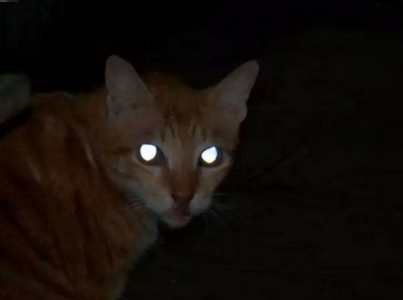 猫咪半夜喵叫，可能有这些原因