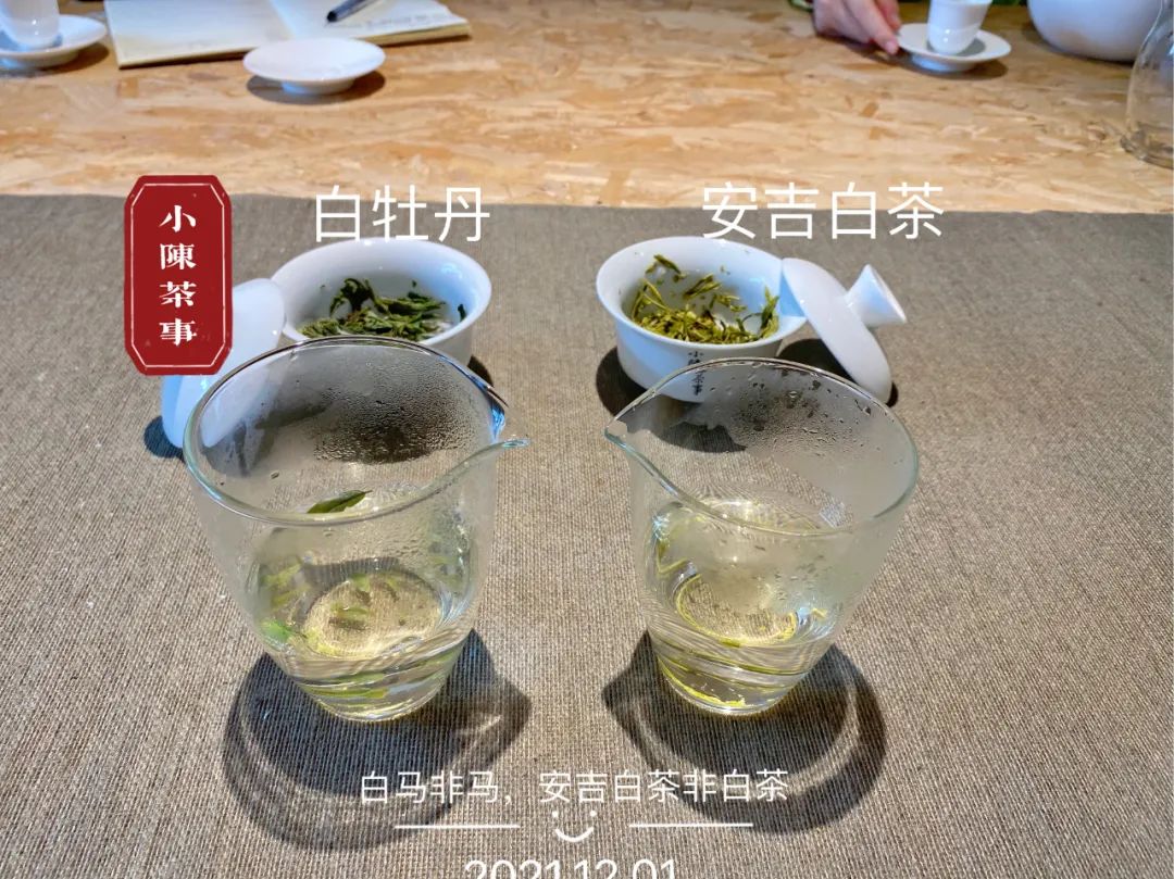 安吉白茶是属于什么茶类(安吉白茶为什么叫“白茶”？从六大茶类角度来看，它属于什么茶？)