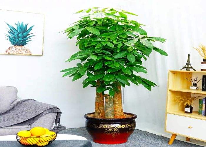 最旺入门玄关植物(最旺入门玄关植物榆树)-第19张图片-科灵网
