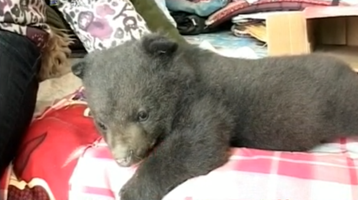 2010年辽宁农妇收留黑熊“弃婴”，当成孙子养，驯养得温顺可爱