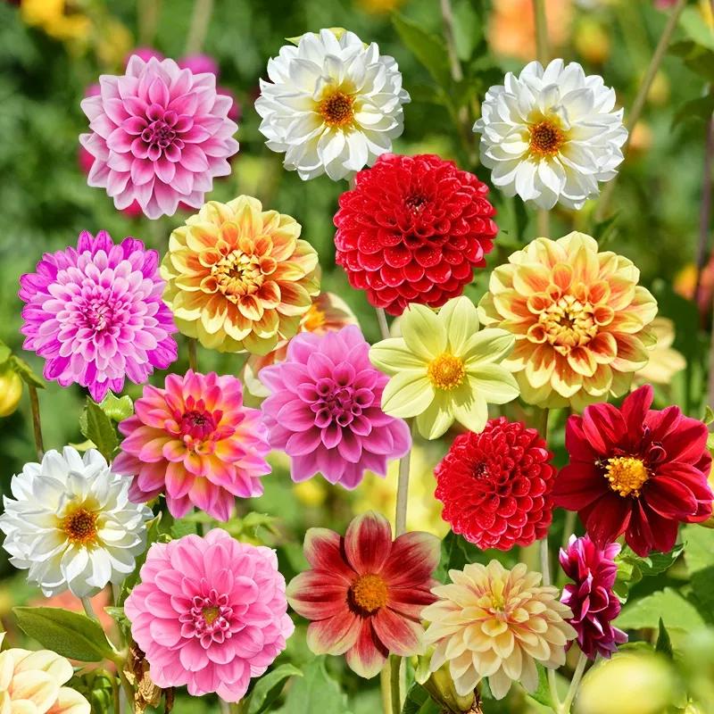 花朵美图|温柔甜美的初吻,大丽花,耧斗菜花朵合集160张