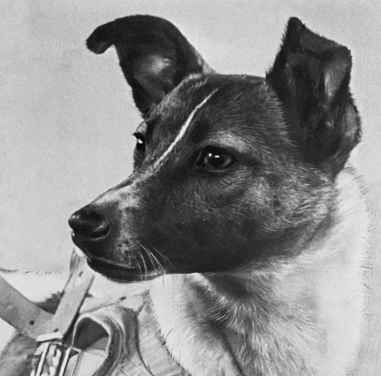 “宇宙汪”莱卡：第一只被送入太空的狗，它的结局如何了？