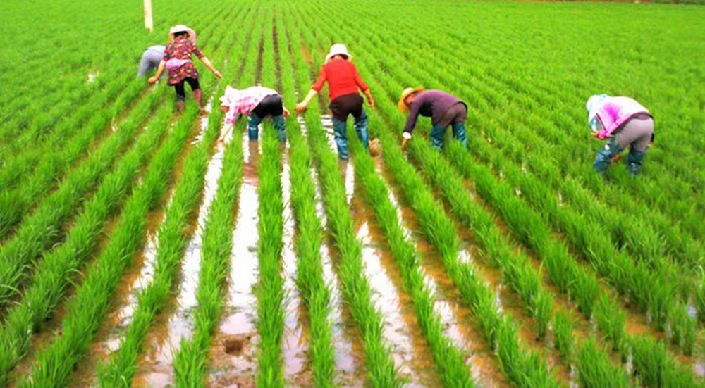 陕西宜君：大力发展特色农业 推动“三农”工作高质量发展