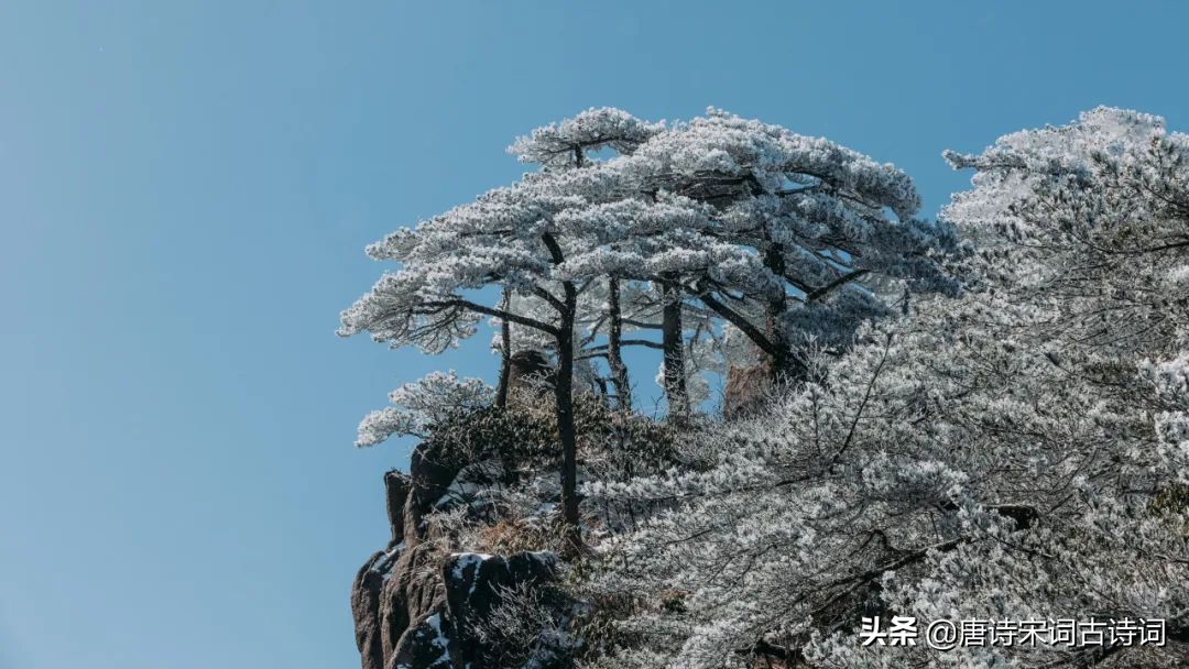 向树木学习