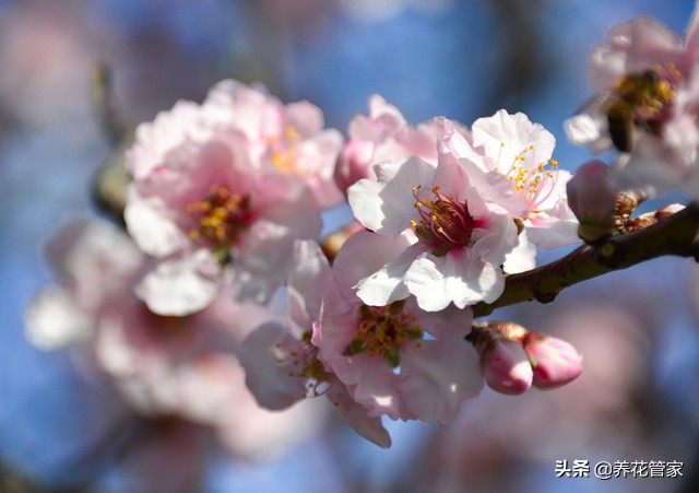 杏花落指的是什么（对杏花的简介与样貌介绍）