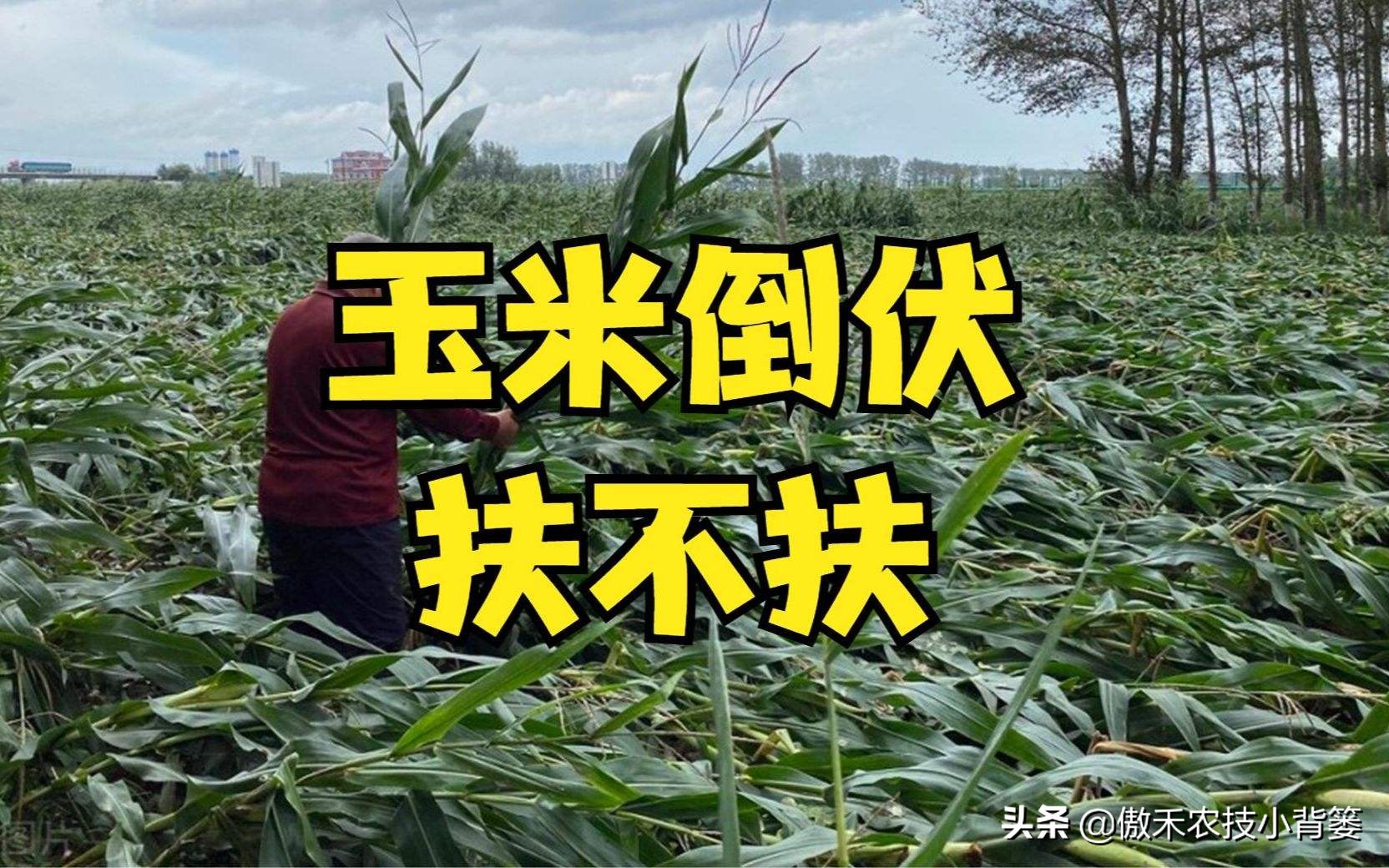 种植玉米的技术和方法（种玉米方法）-第15张图片-大连信息网