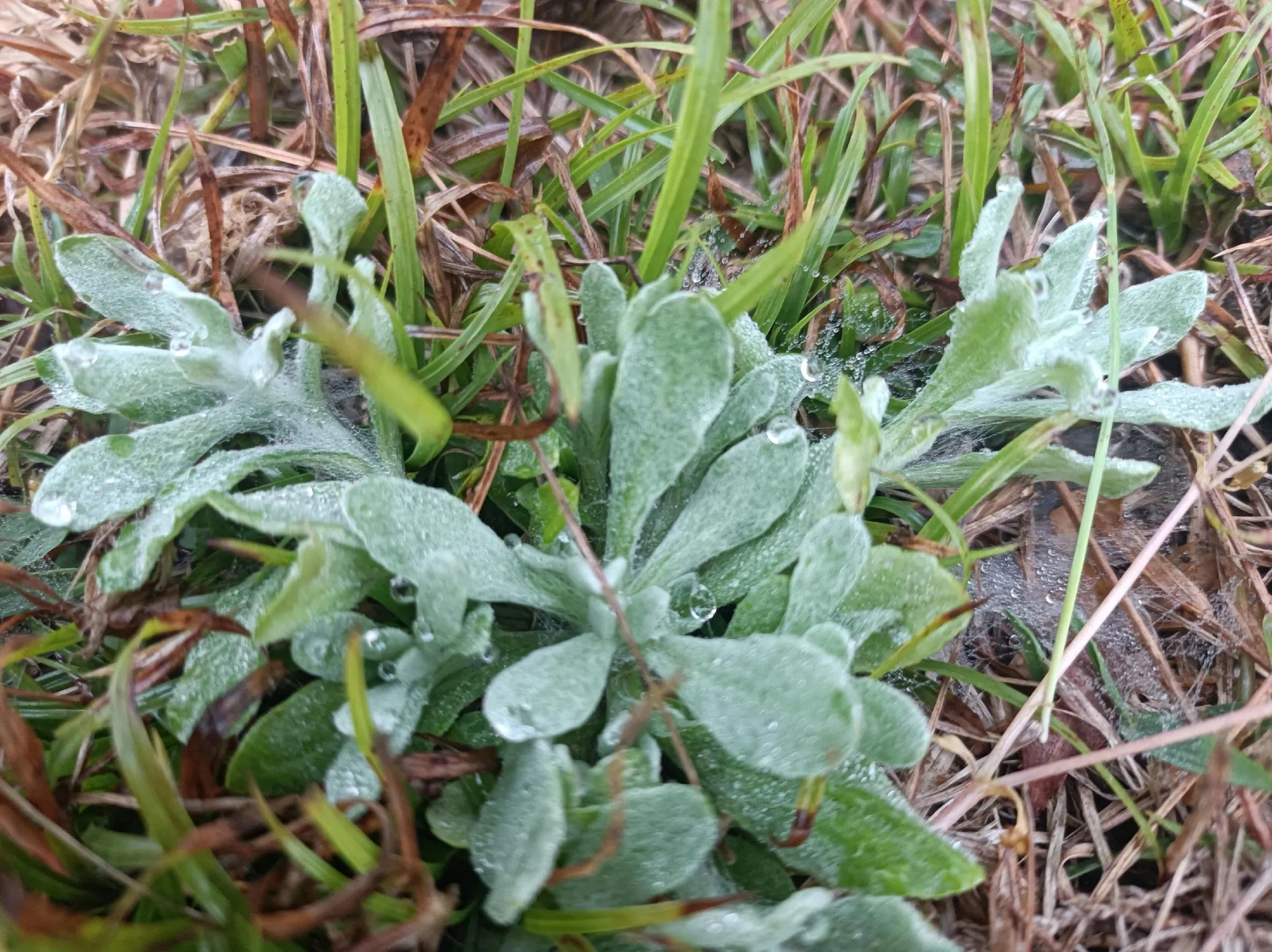 叶片洁白如燕窝,有"草中燕窝"的美誉,民间的极品野菜,认识下