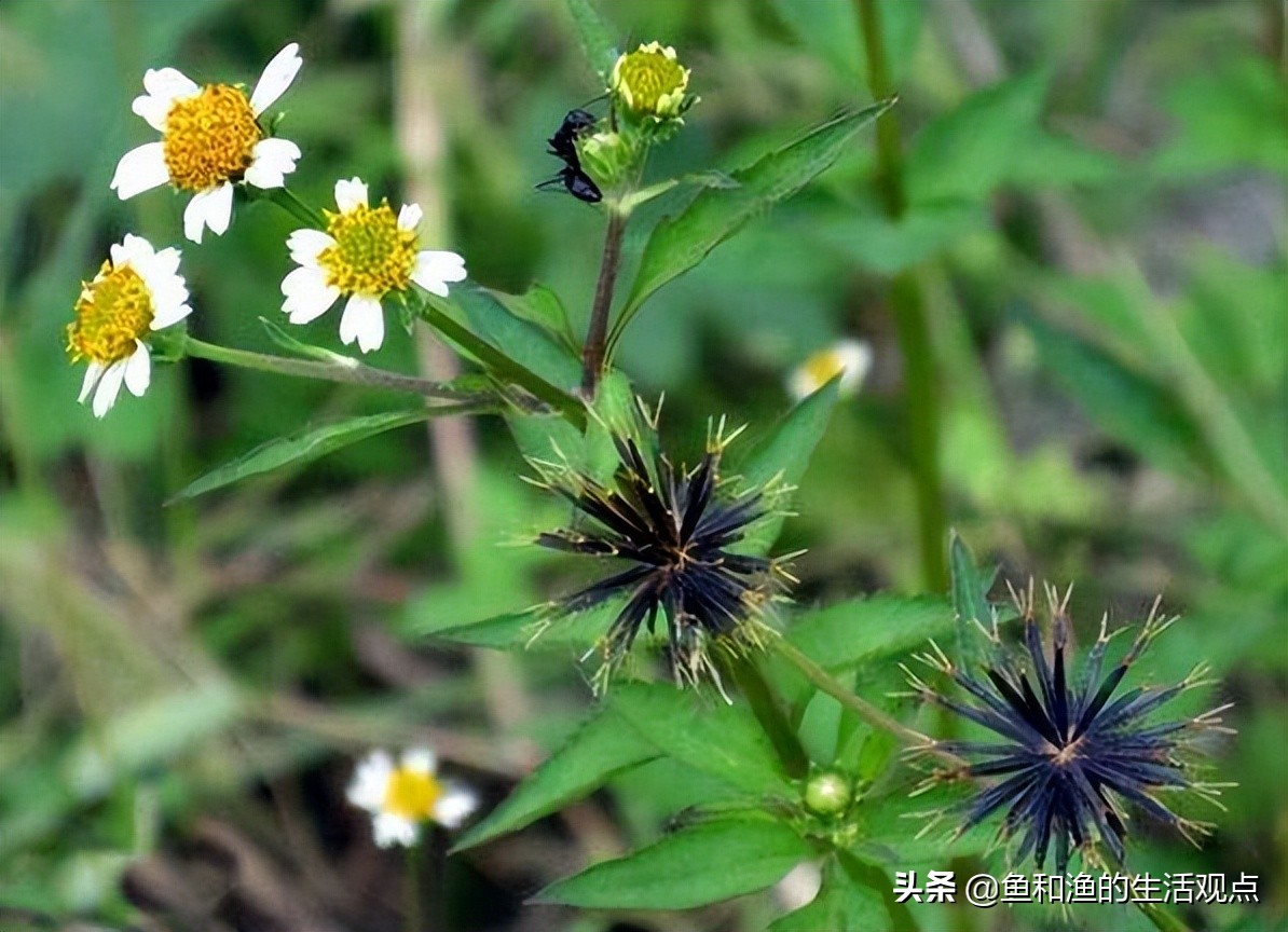 踏春必备"百草图"之三,身边那些有价值的野草,你能认识几种?