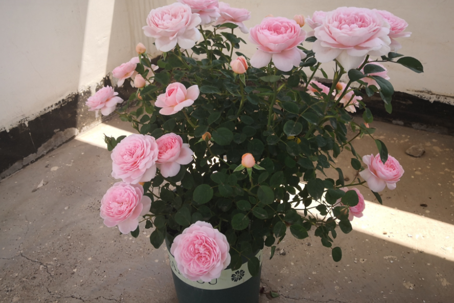 瑞典女王月季優缺點（家庭養月季選瑞典女王，花香濃，蟲害少，種植一次年年有花賞）