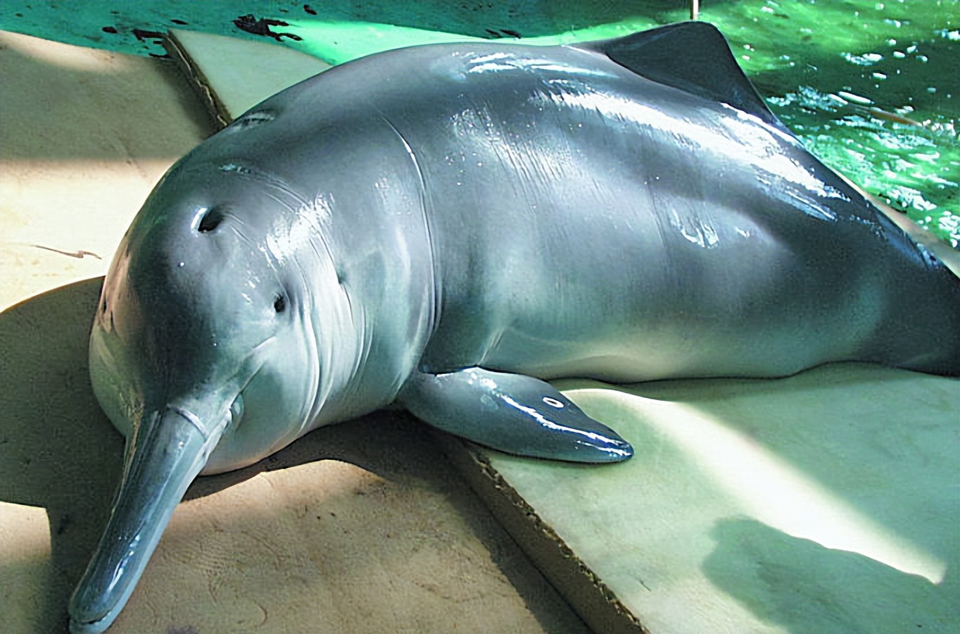 白海豚的伤口