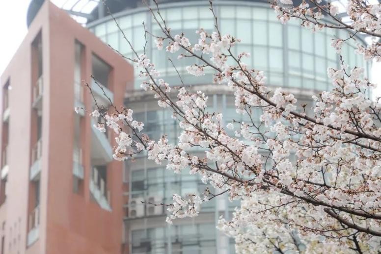 中国城市引力榜百强出炉，武汉上榜！这所大学美“出圈”，热门影视剧在此取景