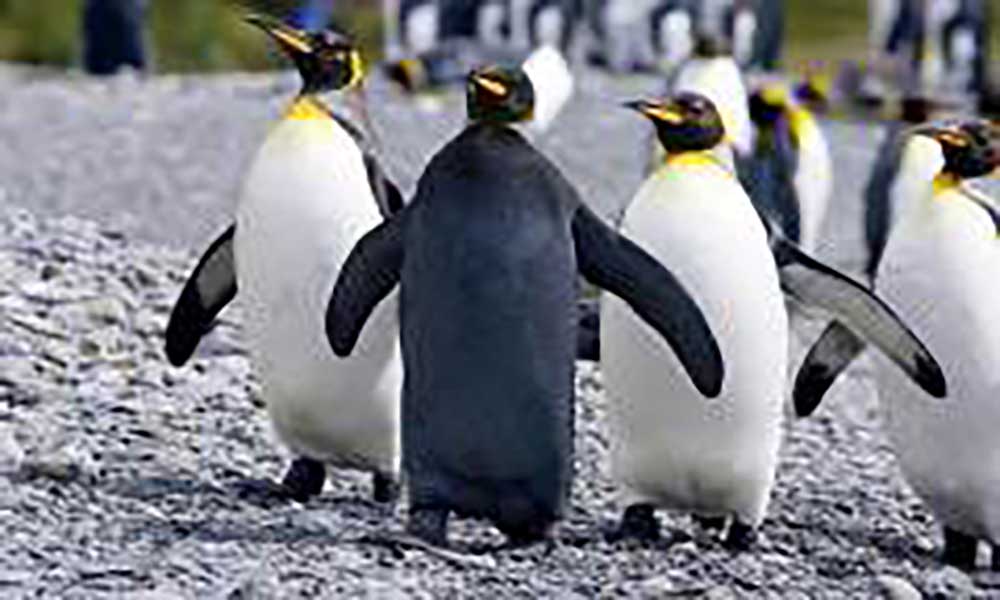 黑化后的动物价值如何？黑化企鹅全球仅一只，价值比大熊猫还珍贵